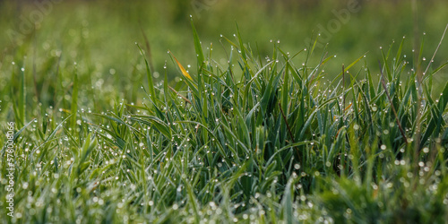 dew drops closeup on the lawn. green natural environment background