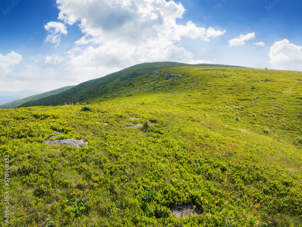 Fototapeta premium carpathian countryside with grassy meadows. summer scenery in morning light