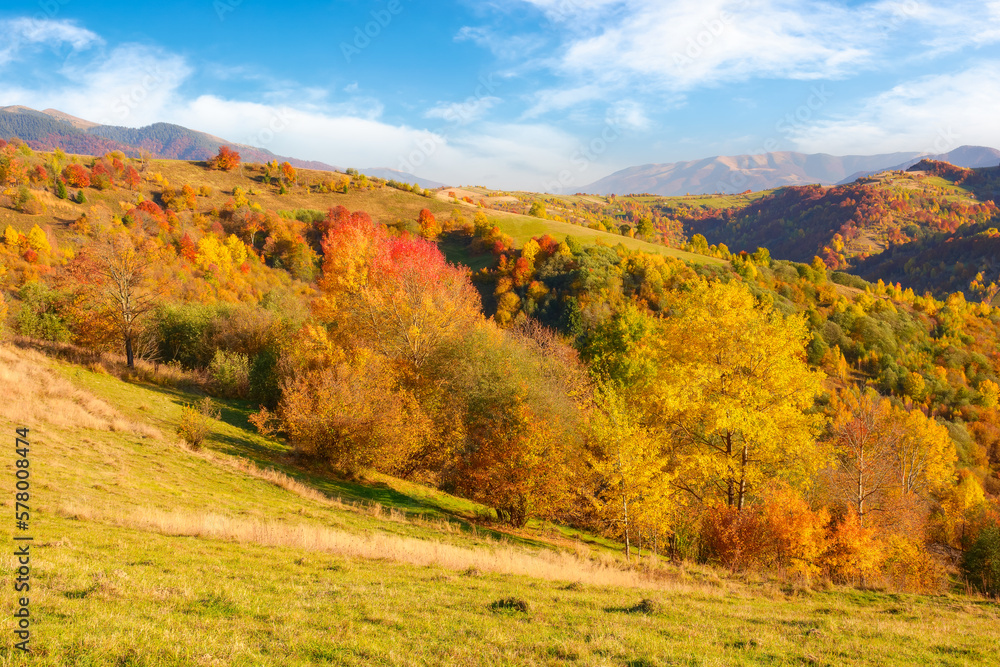 forest on a sunny afternoon in autumn season. mountainous countryside landscape of transcarpathia ukraine