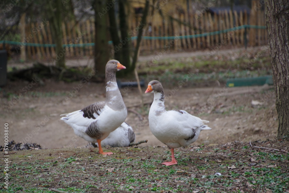 Gans Gans