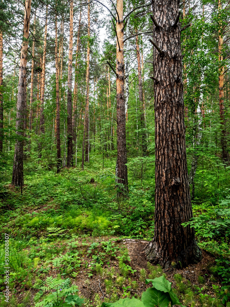 Fototapeta premium pine trunks in the pine forest in summer