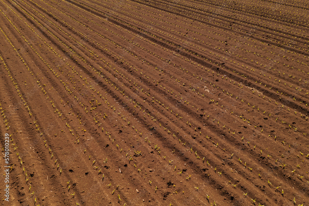 Aerial view of corn maize crop sprouts in cultivated agricultural field, drone pov. Agriculture and farming concept. Aerial view of corn maize crop sprouts in cultivated agricultural field, drone pov. Agriculture and farming concept.