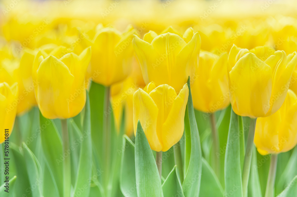 Obraz premium Field of yellow tulips with green leaves. Dutch tulip bloom in a garden in spring. Floral banner for a florist shop or commercial greenhouse.
