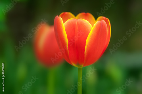 Orange tulip flower with fresh green leaves. Dutch tulip in spring. Background theme for flower shop  greenhouse or flower farm.