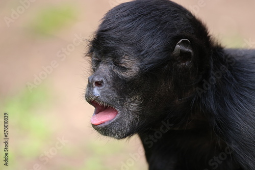 Photography monkey