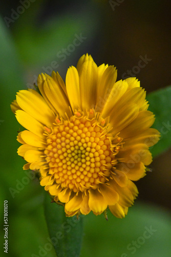 yellow flower macro