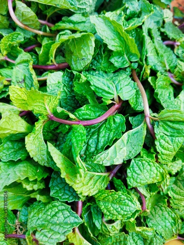 Green mint peppermint leaves leaf aromatic flavoring vegetable spice food ingredient pudina menta herb menthe poivree image hortela-pimenta closeup view photo photo