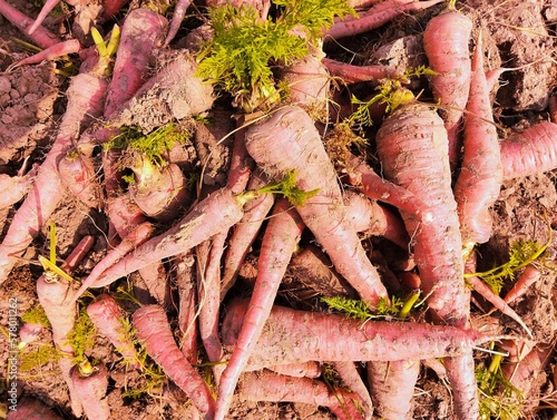 Carrots freshly harvested red carrot root vegetable unearthed food raw fresh juicy organic muddy-carrots gajar carotte closeup zanahoria  image cenoura stock photo photo