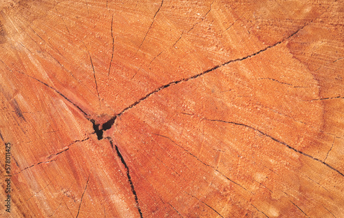 Cracks on the annual ring of tamarind wood background, close up with copy space