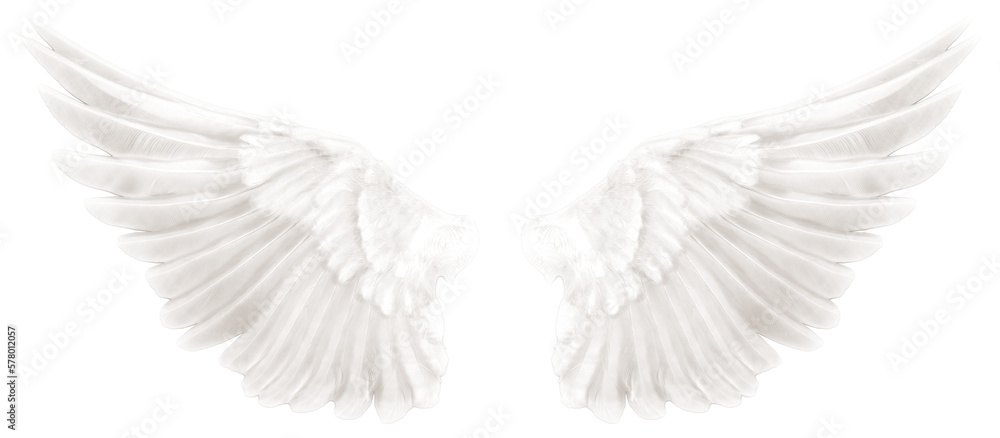 White Angel Wing Isolated Stock Photo, Picture and Royalty Free Image.  Image 33688502.