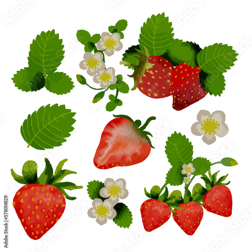 Vector Strawberry in watercolor collection with flower and leaf with branch