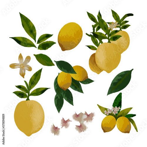 Vector Lemon in watercolor collection with flower and leaf with branch