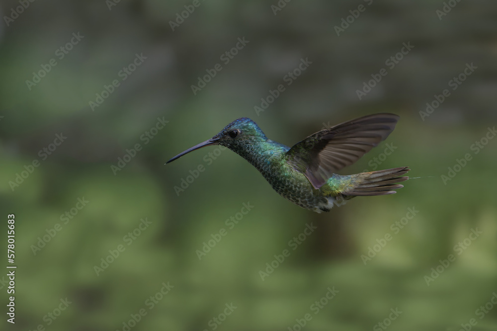 Golden-tailed Sapphire (Chrysuronia oenone) in flight, Manu National Park, Peruvian Amazon Cloud Forest, Peru Golden-tailed Sapphire (Chrysuronia oenone) in flight, Manu National Park, Peruvian Amazon Cloud Forest, Peru