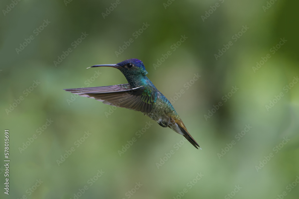 Fototapeta premium Golden-tailed Sapphire (Chrysuronia oenone) in flight, Manu National Park, Peruvian Amazon Cloud Forest, Peru