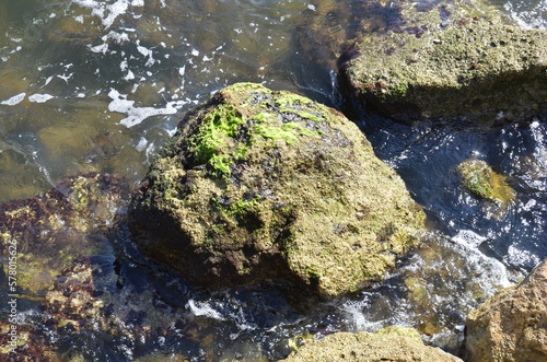 wet green seaweed on rocks on shore with water