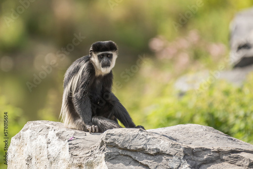 Mantled guereza monkey with white and black colors sitting on a gray rock during daytime in summer.