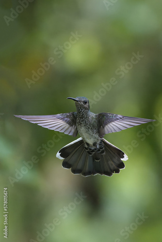 Female White necked Jacobin (Florisuga Mellivora) in flight, Manu National Park cloud forest, Peru