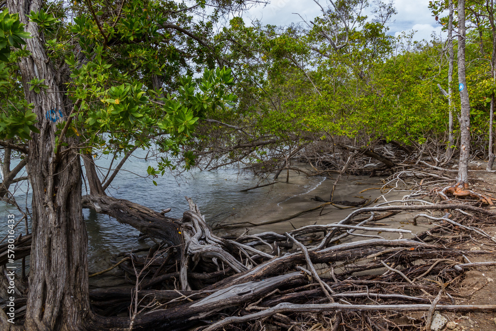 Mangrove in Martinique