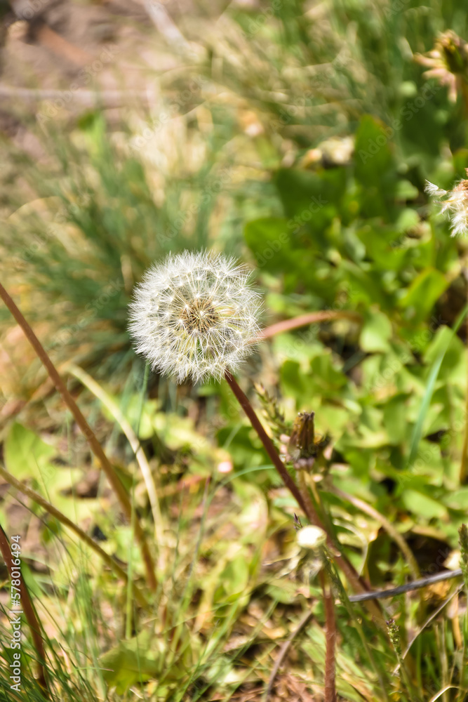 The photo shows a close-up of a single dandelion The photo shows a close-up of a single dandelion