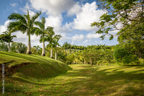 sunny palm grove in Martinique