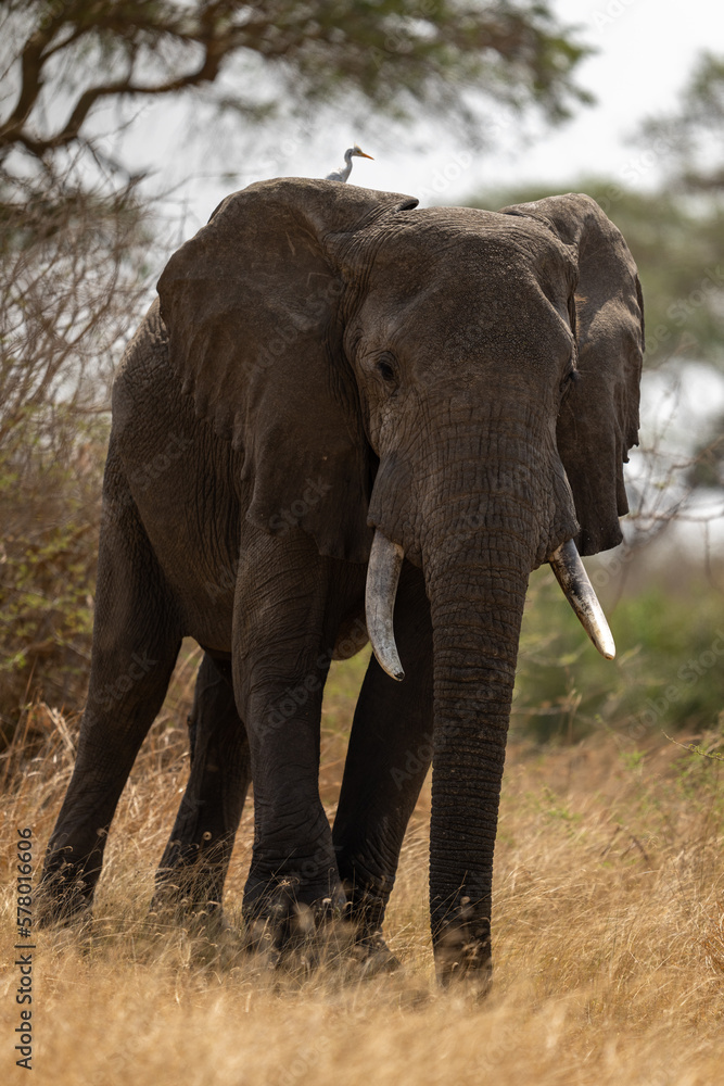 Obraz premium Big Male Elephant standing in Murchinson Falls National Park