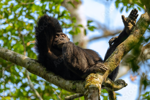 chimpanzee in Kibale national park uganda relaxing on a tree