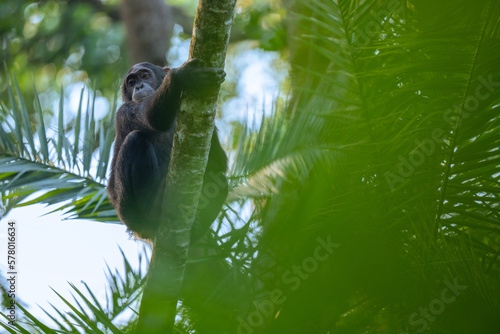 chimpanzee in Kibale national park uganda climbing on a tree
