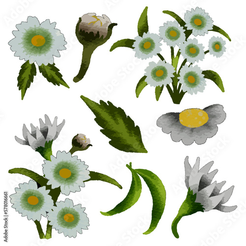 Vector Botanical set of wild flowers set of separate parts and bring together to beautiful bouquet of flowers in water colours