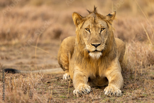 Lion laying around in uganda queen Elizabeth national park