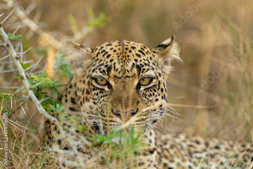 Leopard portrait behind branch in queen Elizabeth national park in uganda