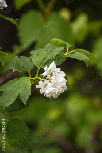 The photo shows a cluster of viburnum flowers, with each bloom featuring tiny white petals arranged in a delicate, spherical shape.