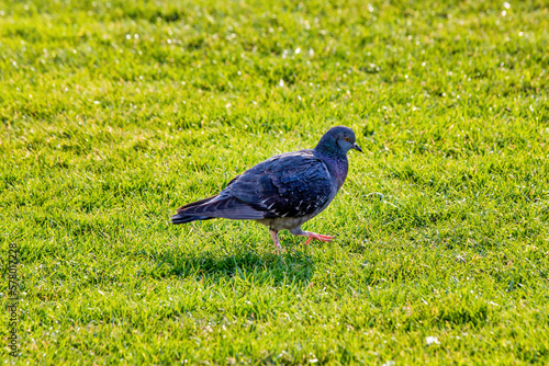 Pigeon Walking on Green Grass - A Peaceful Image of Nature photo