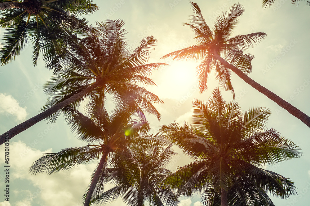 Coconut palm trees on clody sky background. Low Angle View. Toned image. Coconut palm trees on clody sky background. Low Angle View. Toned image.