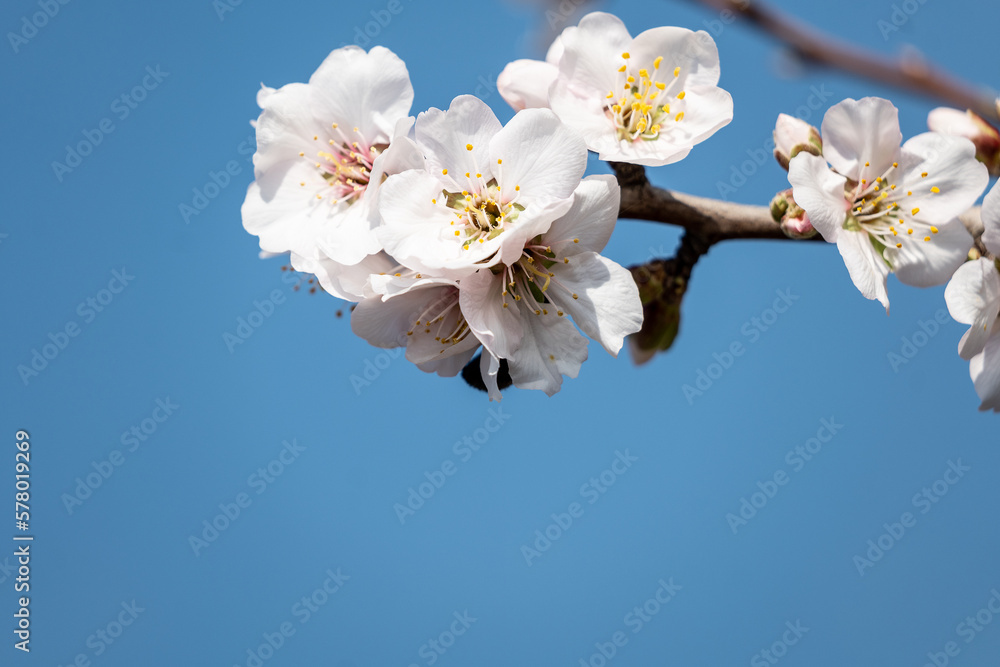 cherry blossom against sky cherry blossom against sky