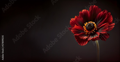 Dark red anemon flower in black background generative ai