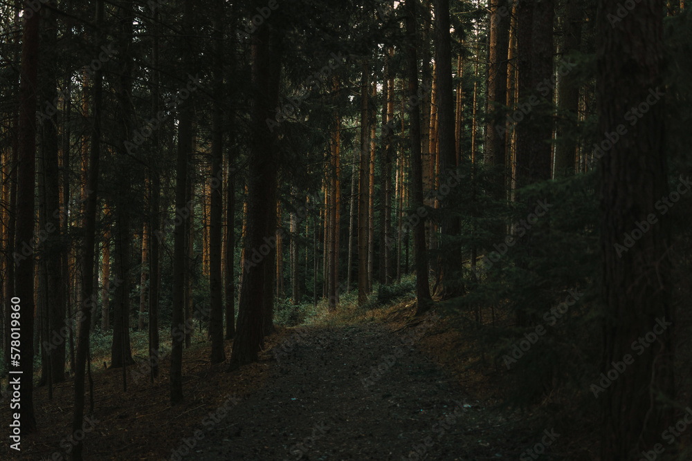 Fototapeta premium path in a dark austrian forest