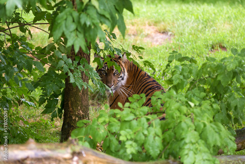 Sumatran tiger female look back in the rain in wild nature of Gunung Leuser National Park. Young tigress stands hidden in the rainforest and looking around frightened. Panthera tigris sondaica