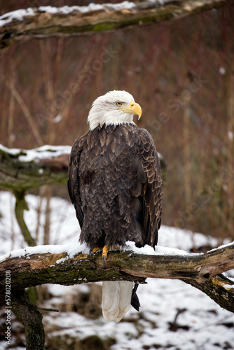 Bald eagle is perched on a dead tree branch and his head is turned to the side. Winter scene from nature with Haliaeetus leucocephalus sitting on a snowy branch. National bird United States of America
