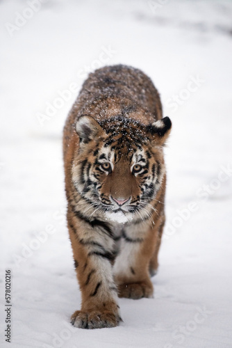 Young amur tiger walking in deep snow with snowy fur. Siberian tiger cub in snowstorm. Sikhote-Alin Nature Reserve in Russia   s Far East. Evening scene with frosty wind from big cat environment.