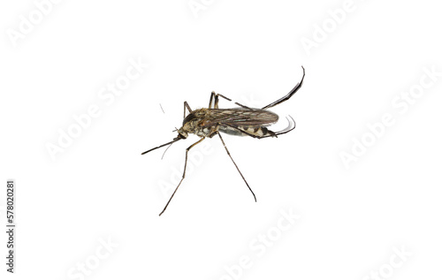 mosquito insect isolated