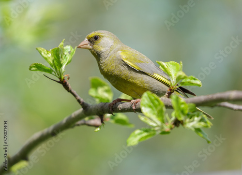 Little bird sitting on the branch of tree. The greenfinch