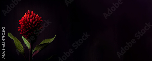 dark red celosia bloom flower in black background generative ai