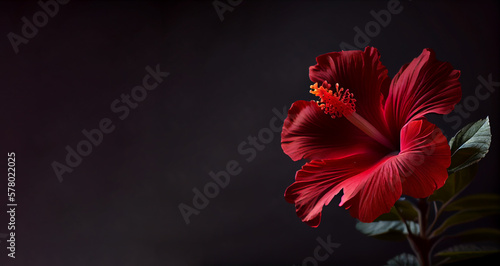 Dark red hibiscus flower in black background generative ai