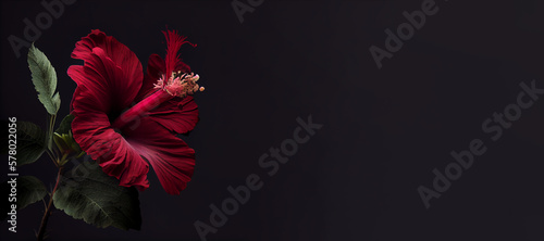 Dark red hibiscus flower in black background generative ai