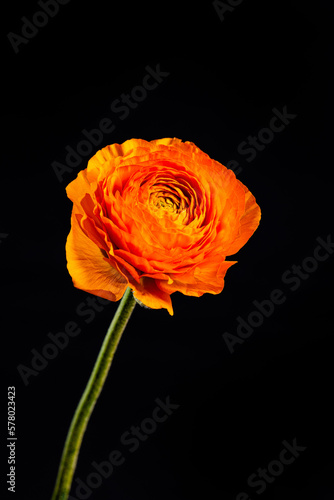 Closeup of a singled red orange ranunculus flower in front of black background