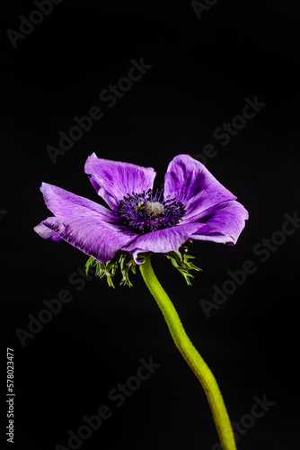 Closeup of a purple anemone blossom in front of black background