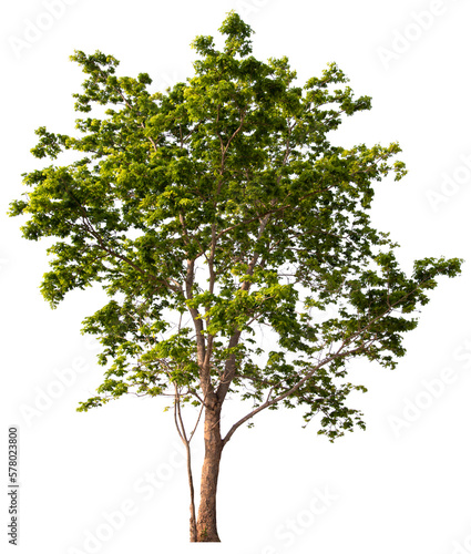 PNG tree with removed original background for easy to drag and drop in new project