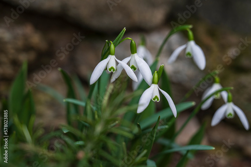 White blooming flowers of the Galanthus plant