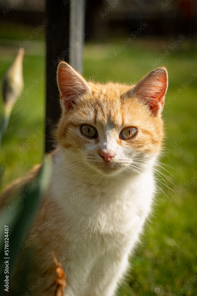 Farm kittens enjoying freedom in a small Bulgarian village near Yambol Farm kittens enjoying freedom in a small Bulgarian village near Yambol