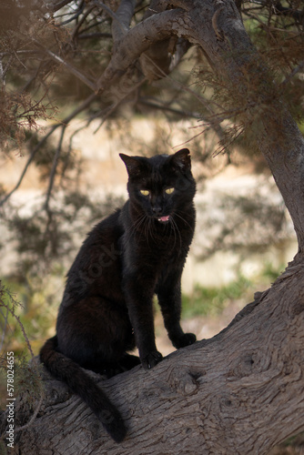 Maltański Kot